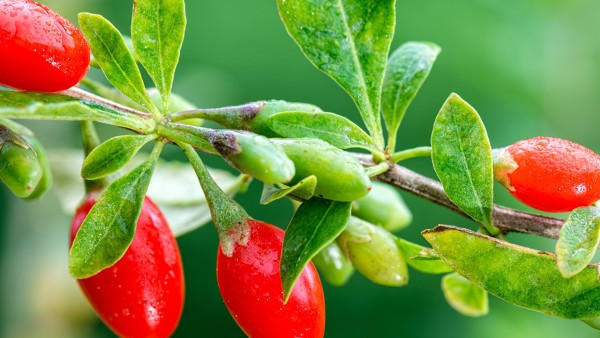 盘点日子中虚伪宣扬的食物？不要被零增加或纯天然误导！